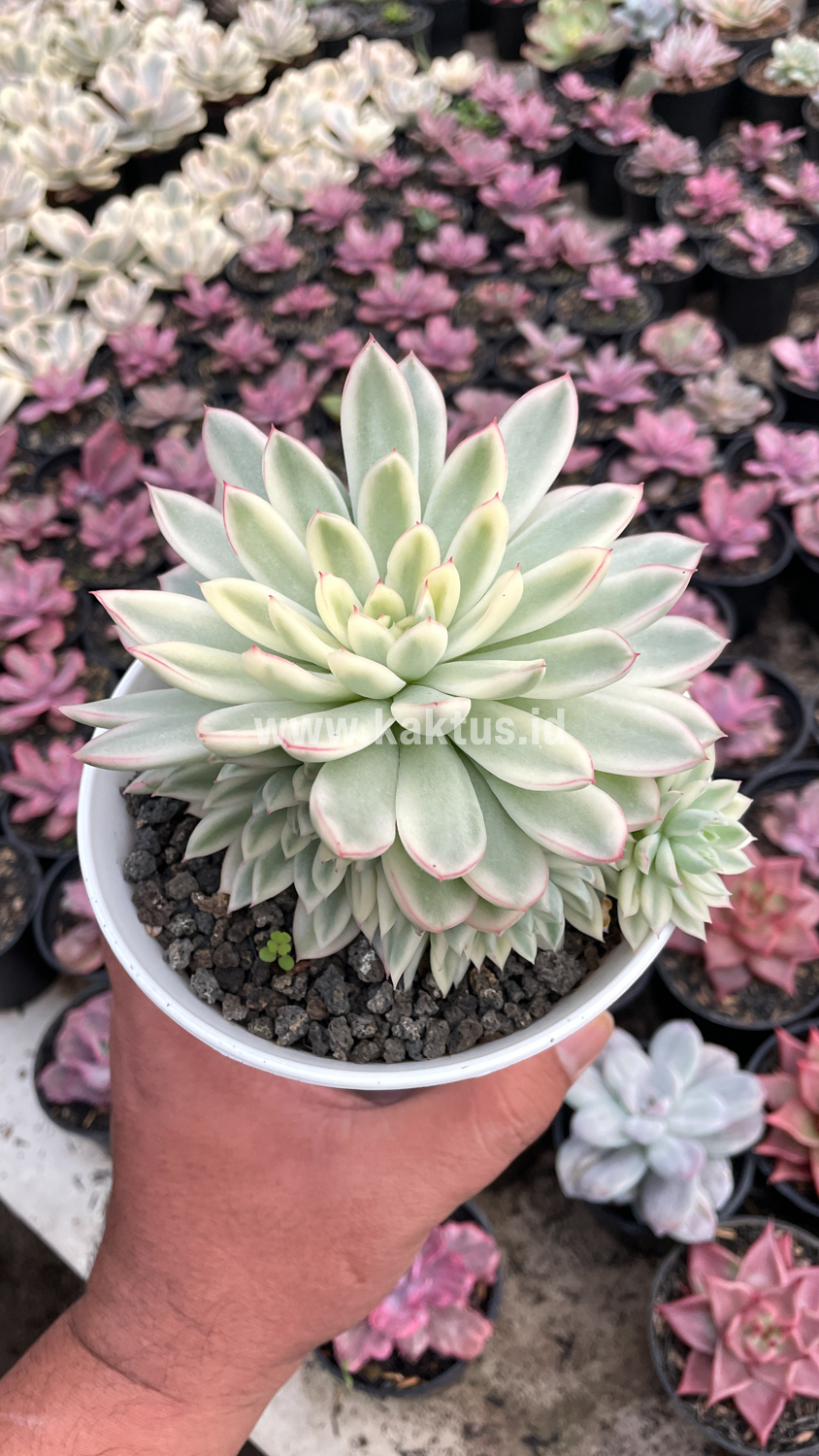 904. Echeveria Mebina Variegated Cluster - Image 6