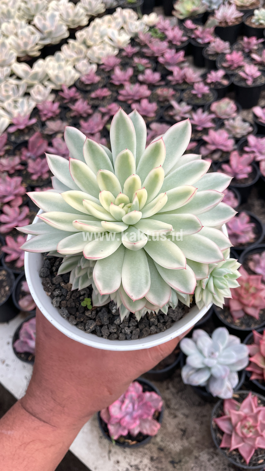 904. Echeveria Mebina Variegated Cluster - Image 5