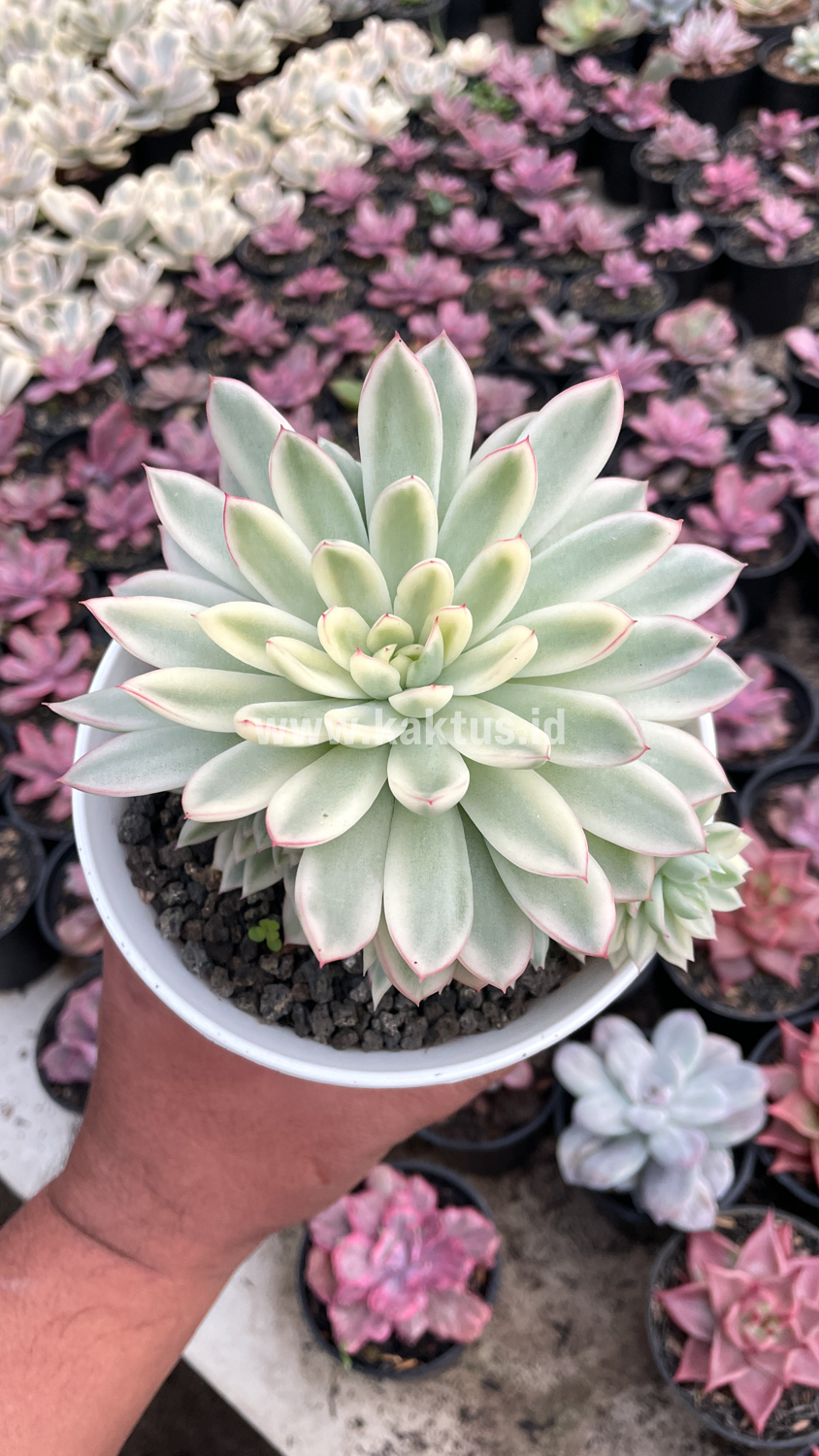 904. Echeveria Mebina Variegated Cluster - Image 4