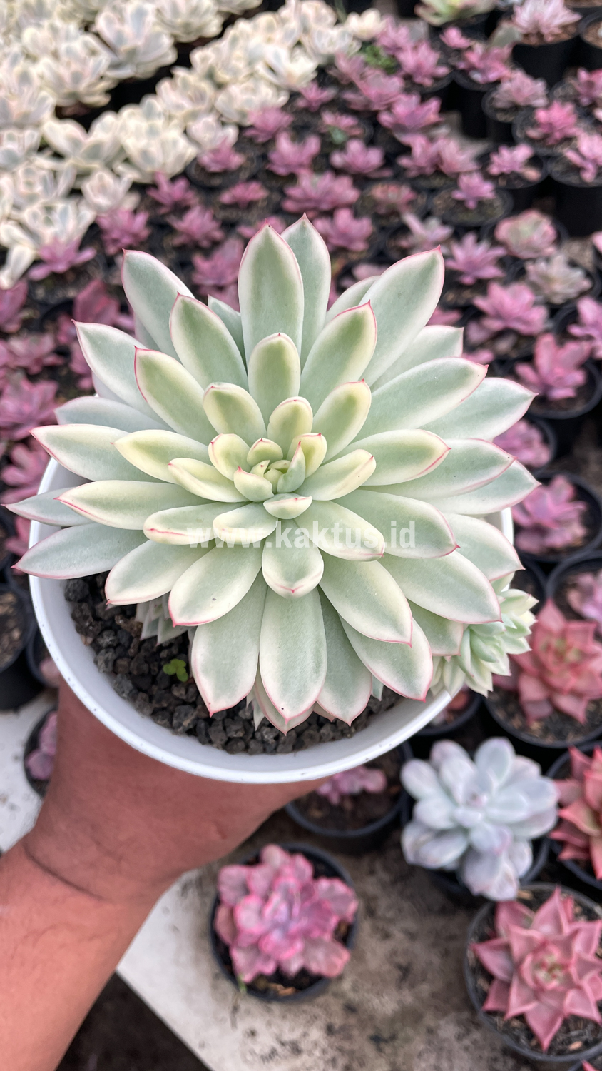 904. Echeveria Mebina Variegated Cluster - Image 3