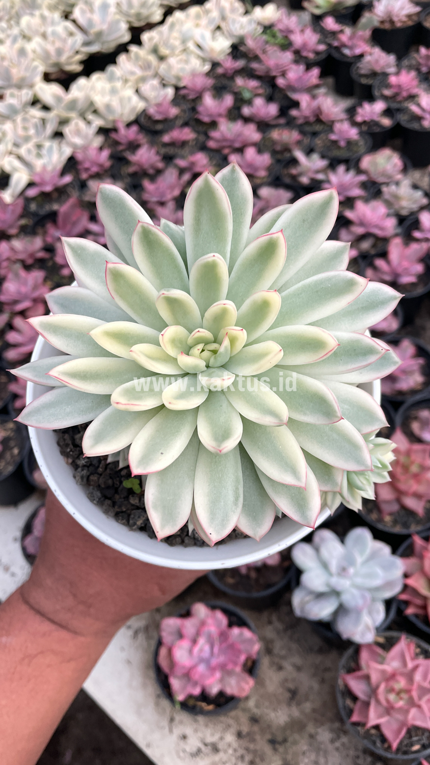904. Echeveria Mebina Variegated Cluster - Image 2