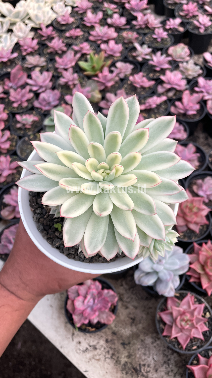 904. Echeveria Mebina Variegated Cluster - Image 16