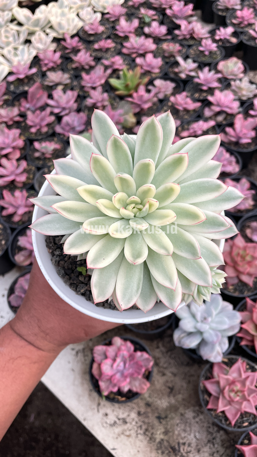 904. Echeveria Mebina Variegated Cluster - Image 15