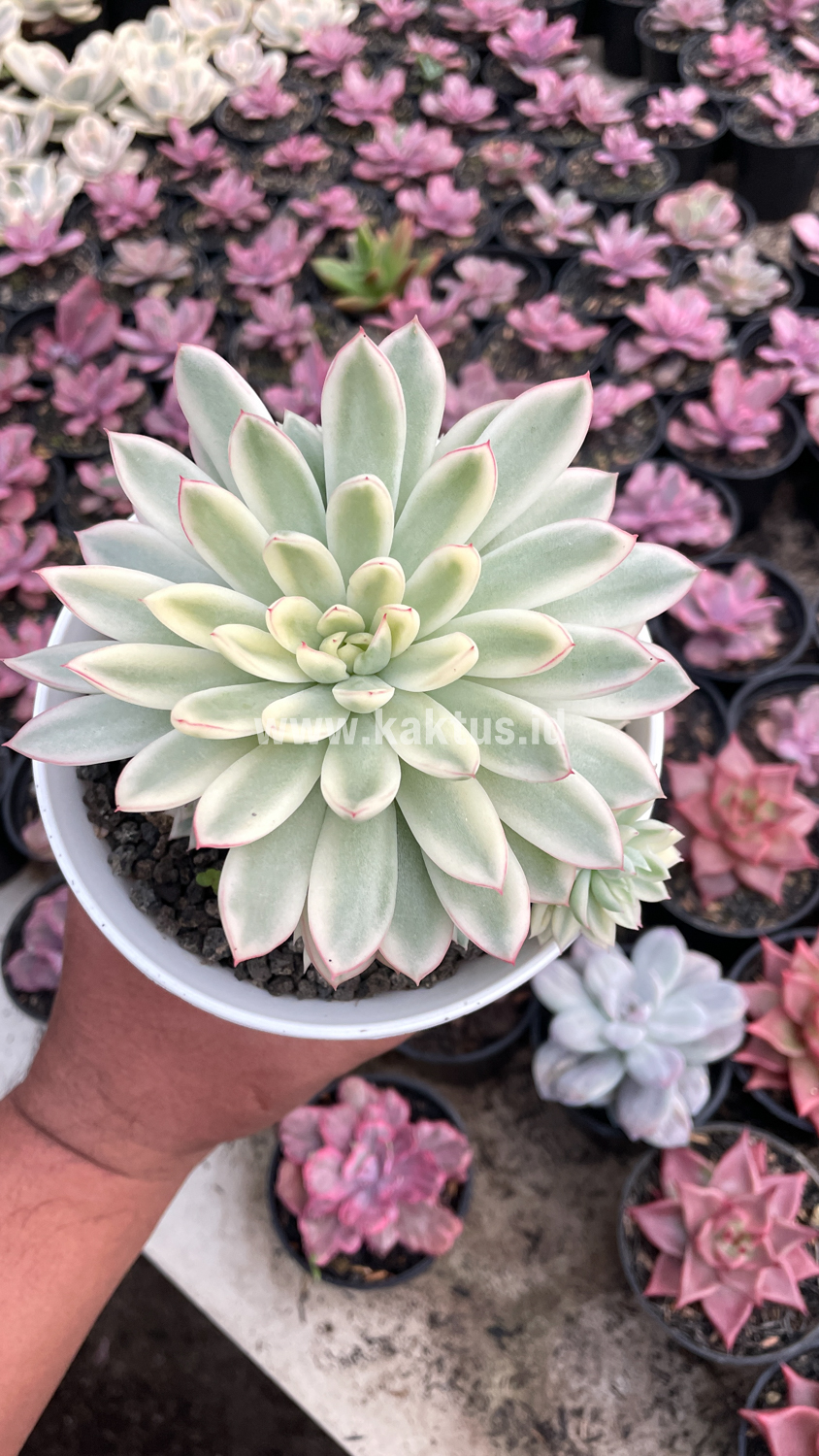 904. Echeveria Mebina Variegated Cluster - Image 14