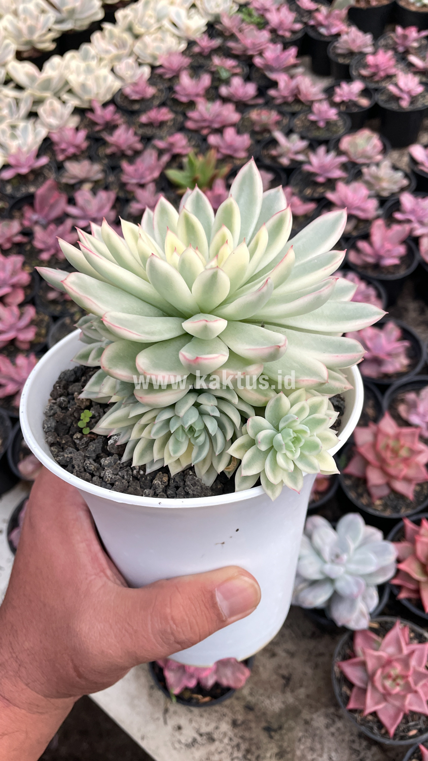 904. Echeveria Mebina Variegated Cluster - Image 13