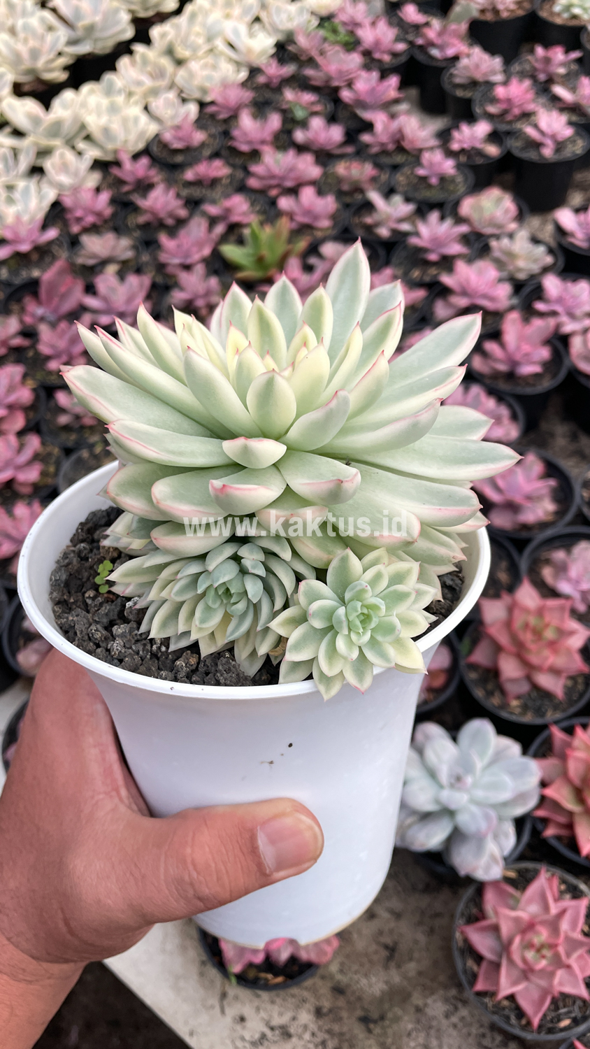 904. Echeveria Mebina Variegated Cluster - Image 12