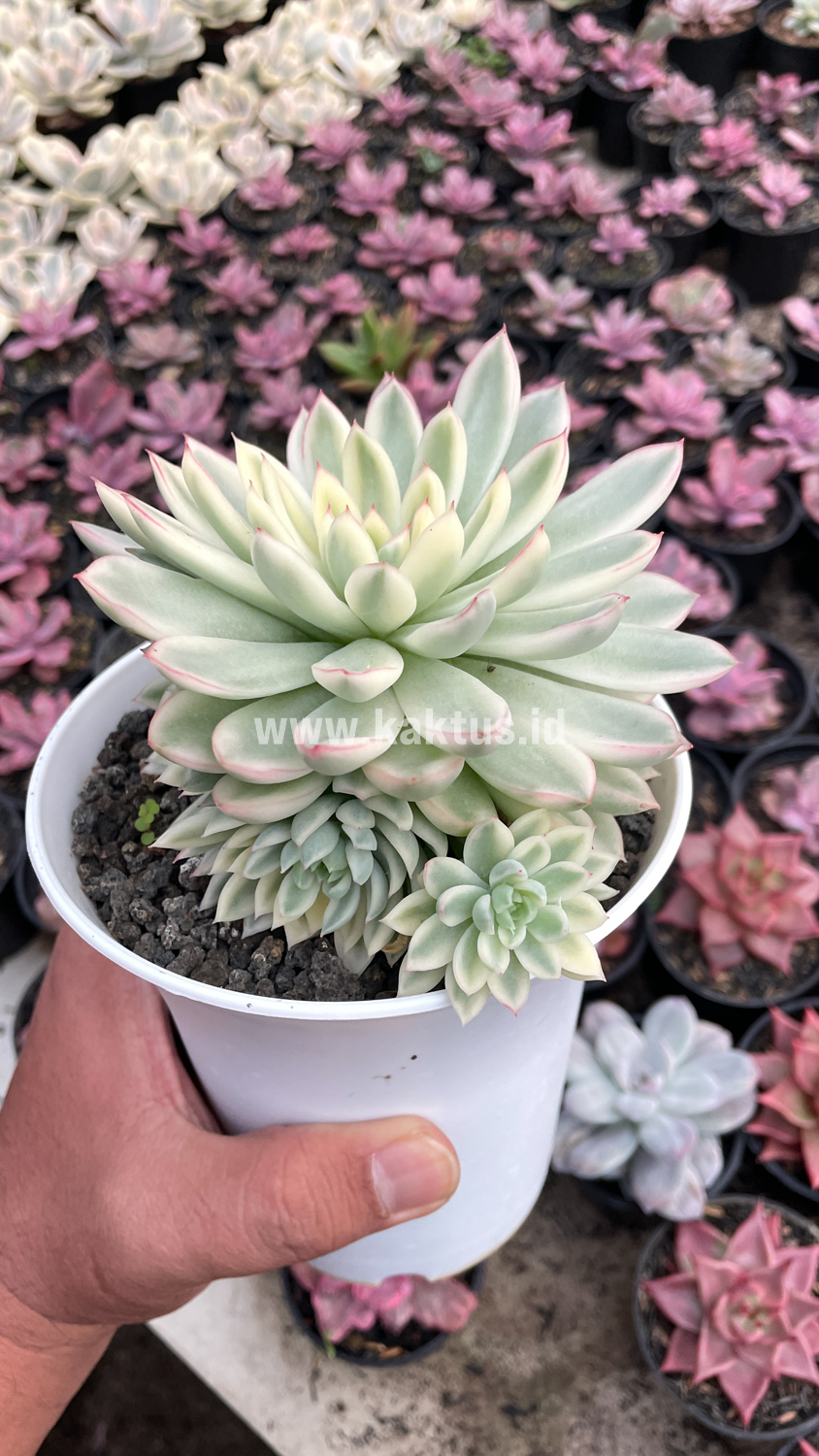 904. Echeveria Mebina Variegated Cluster - Image 11