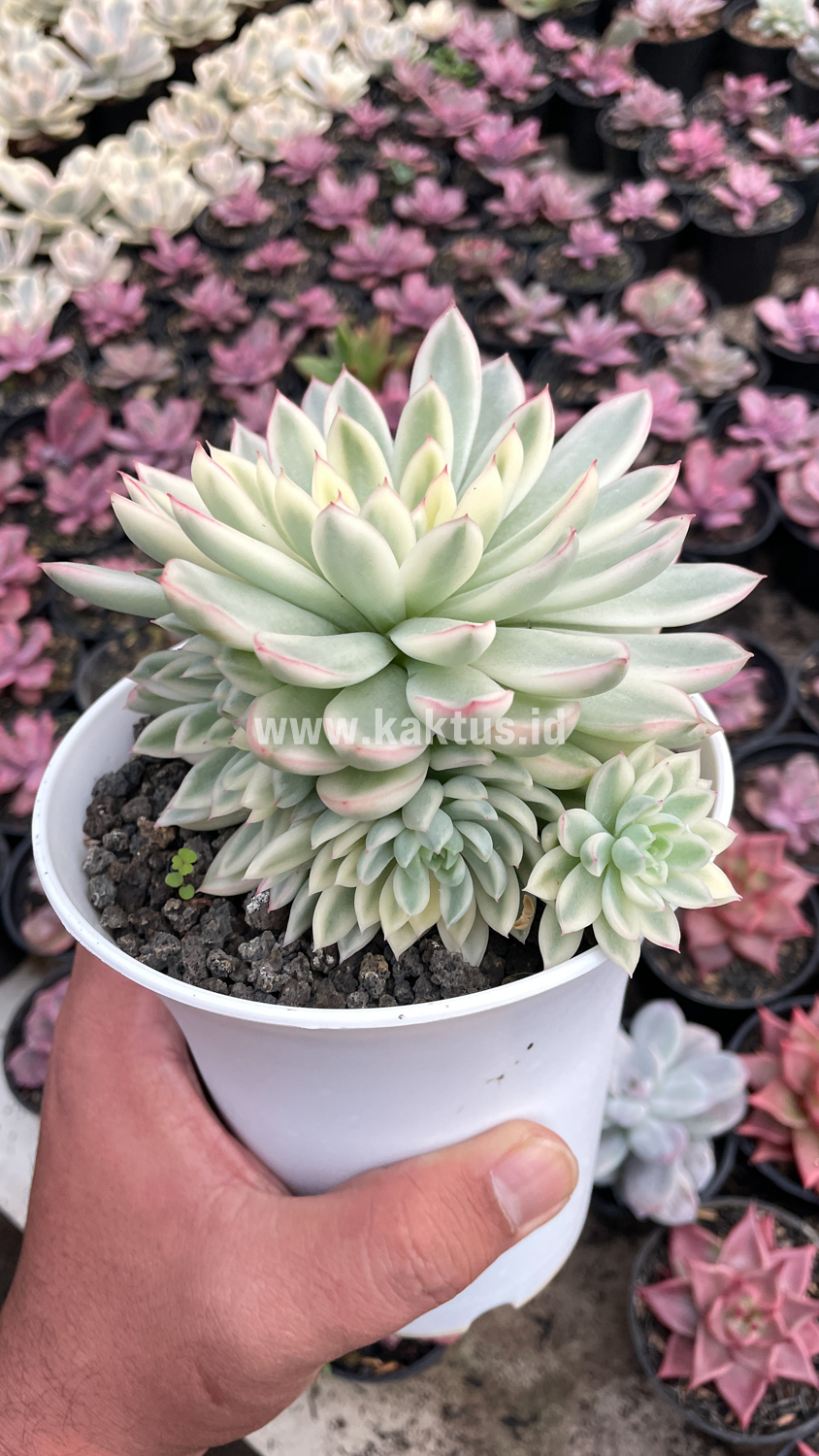 904. Echeveria Mebina Variegated Cluster - Image 10