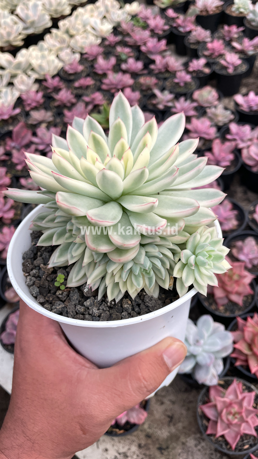 904. Echeveria Mebina Variegated Cluster - Image 9