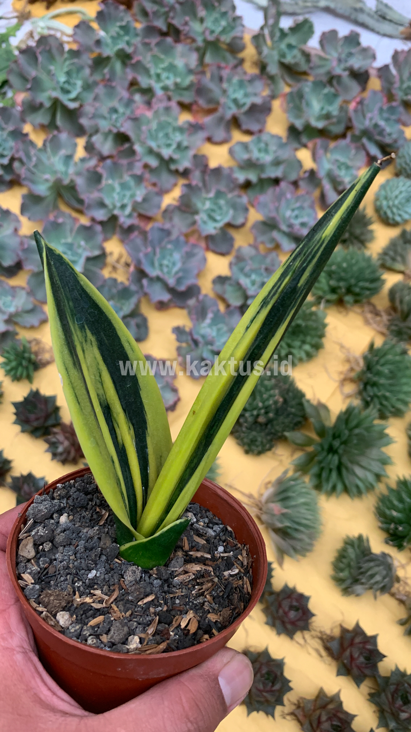 905. Sansevieria Gold Flame Pipe Leaf - Image 4