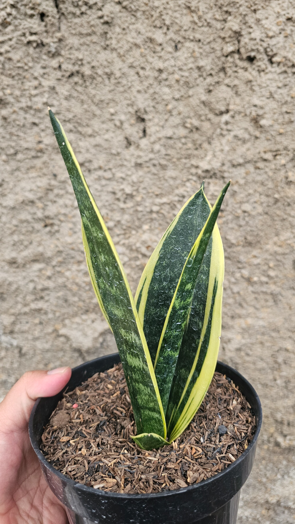 905. Sansevieria Gold Flame Pipe Leaf - Image 7
