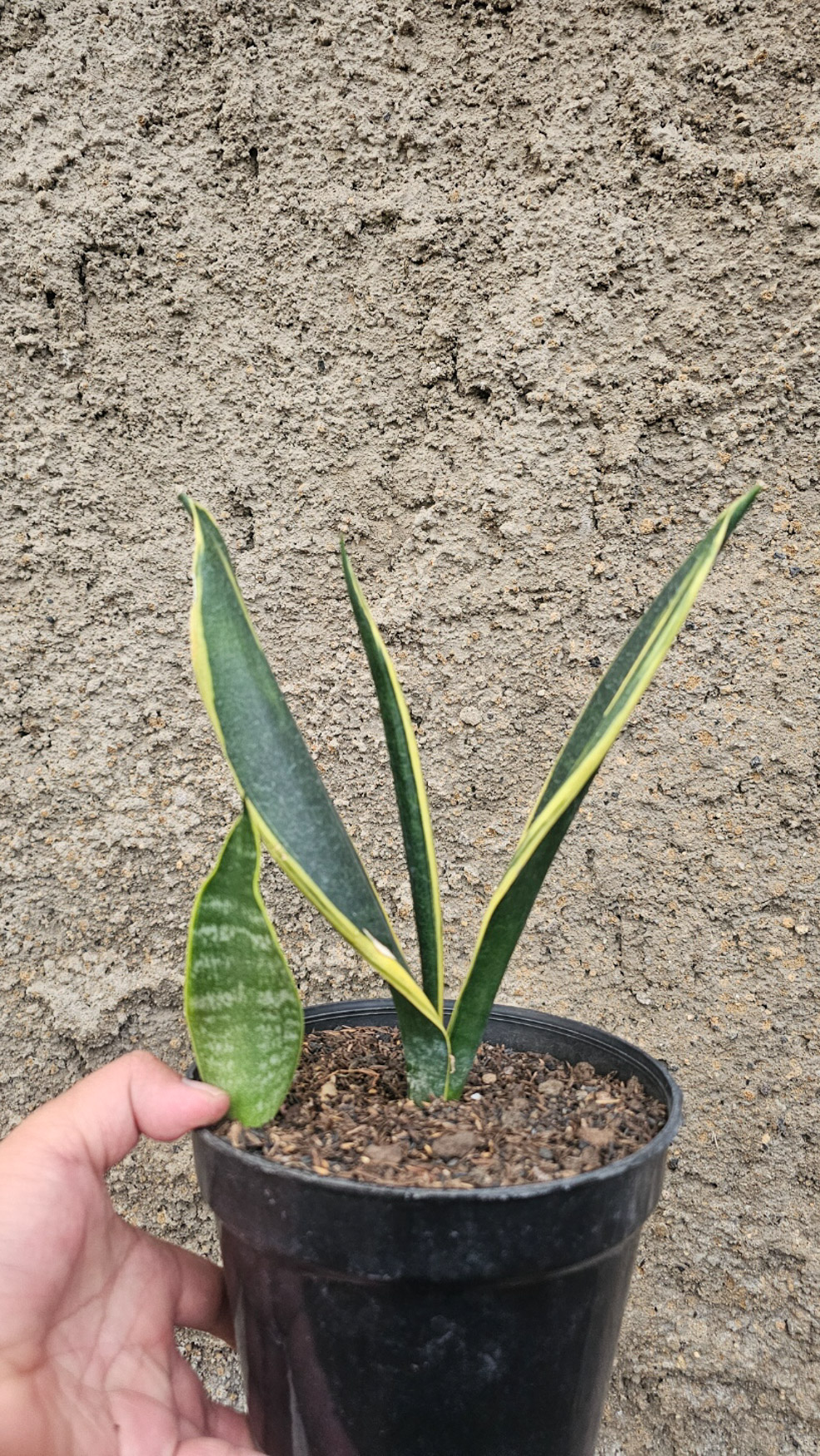 905. Sansevieria Gold Flame Pipe Leaf - Image 5