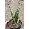 905. Sansevieria Gold Flame Pipe Leaf