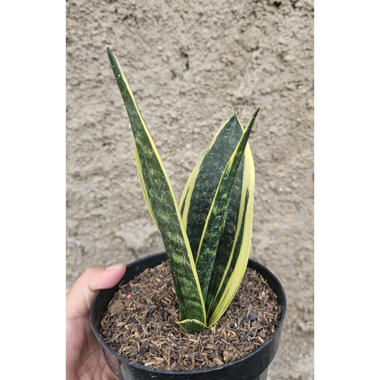 905. Sansevieria Gold Flame Pipe Leaf
