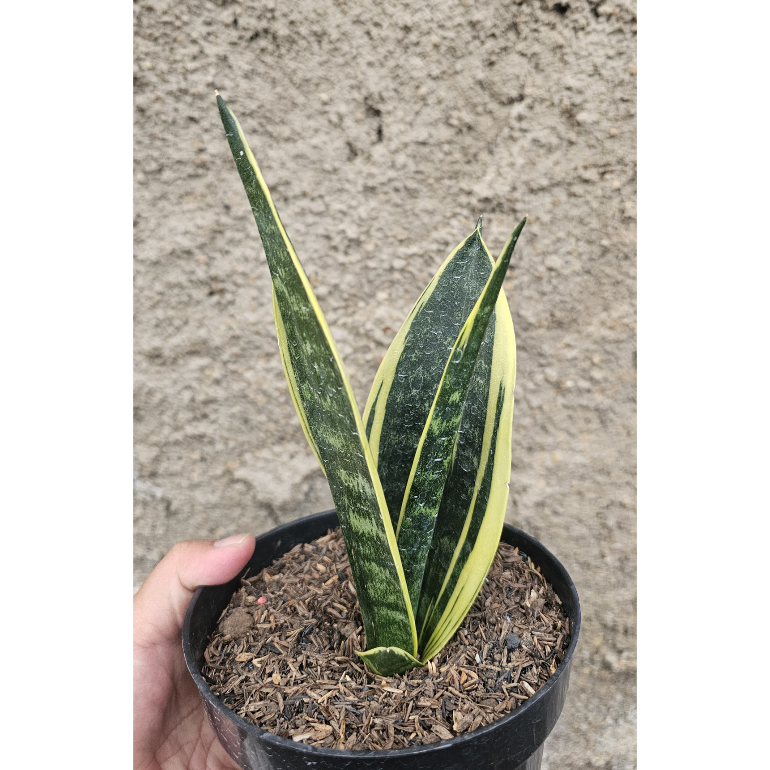 905. Sansevieria Gold Flame Pipe Leaf