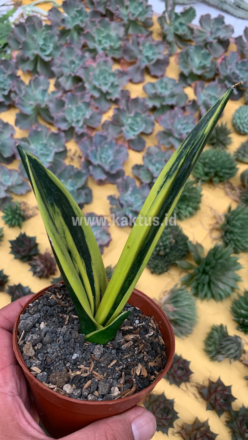 905. Sansevieria Gold Flame Pipe Leaf - Image 13