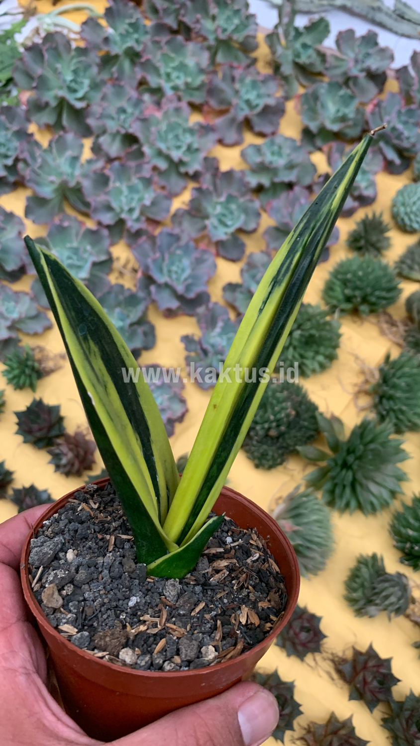 905. Sansevieria Gold Flame Pipe Leaf - Image 9