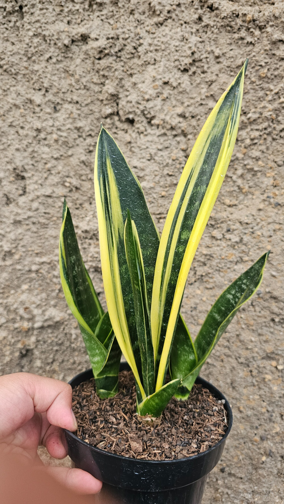 905. Sansevieria Gold Flame Pipe Leaf - Image 3