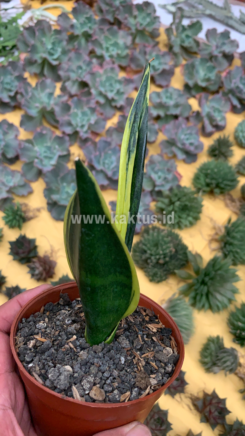 905. Sansevieria Gold Flame Pipe Leaf - Image 11