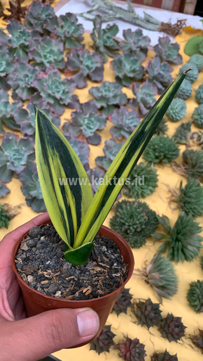 905. Sansevieria Gold Flame Pipe Leaf - Image 17
