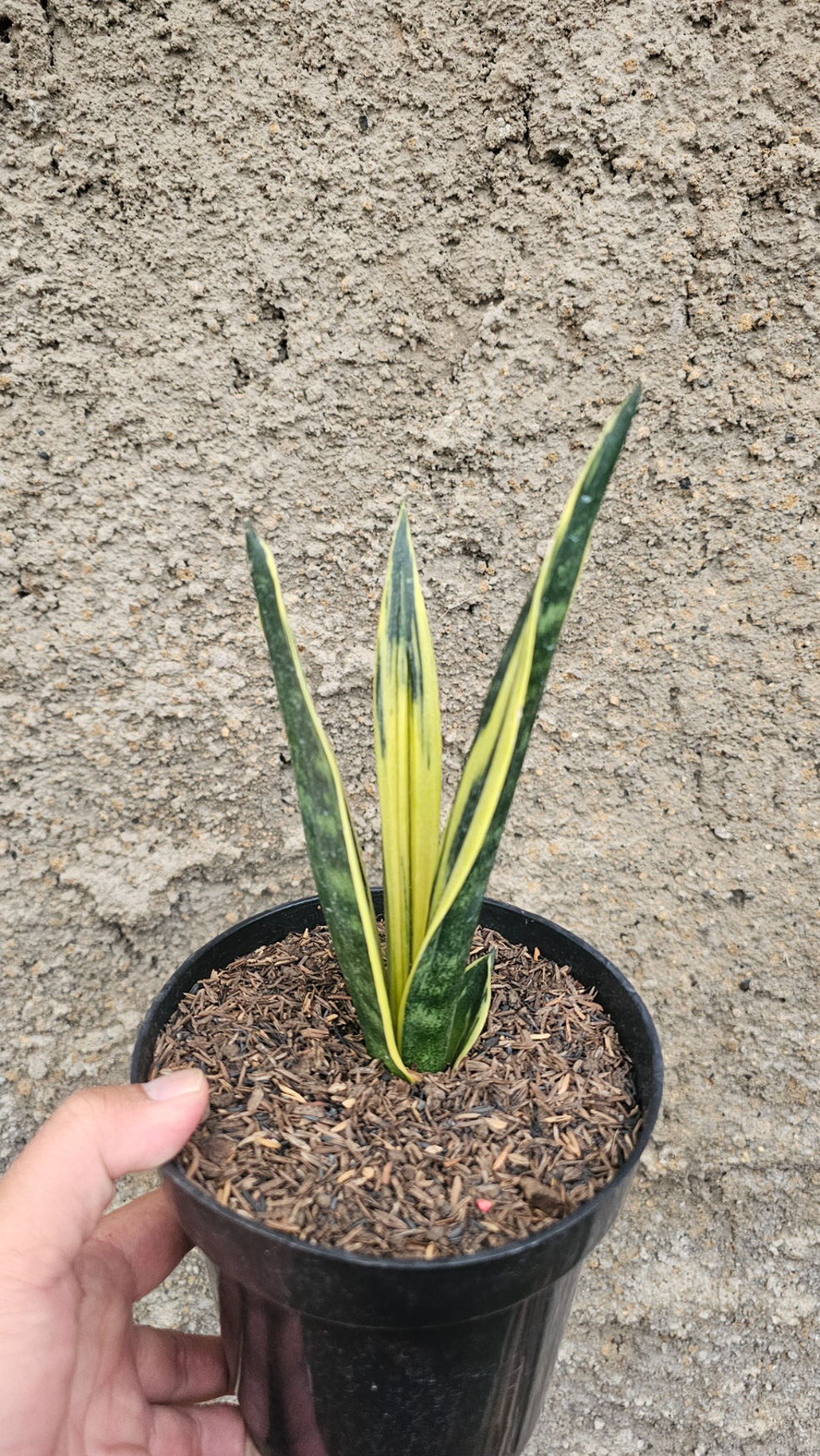 905. Sansevieria Gold Flame Pipe Leaf - Image 19