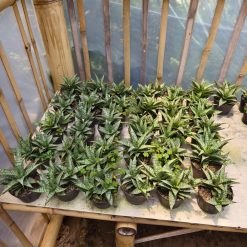 Alternative view of 907. Sansevieria Sweet Calery
