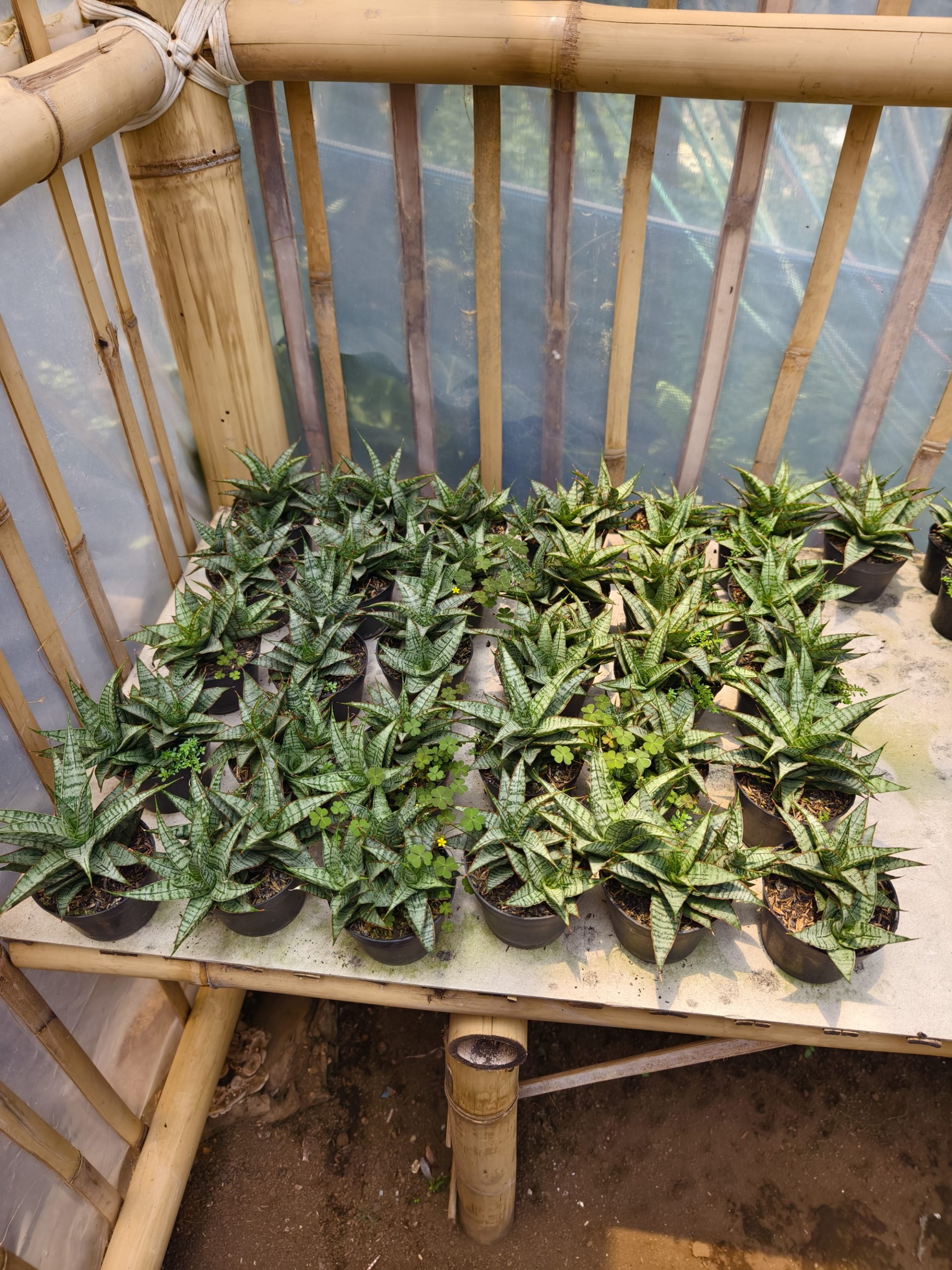 907. Sansevieria Sweet Calery - Image 2