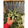 907. Sansevieria Sweet Calery