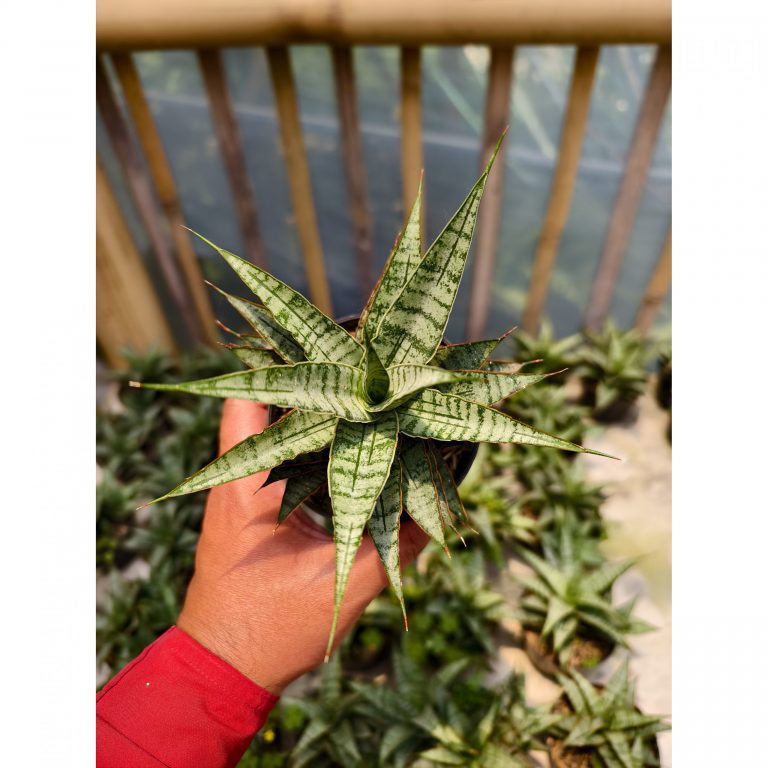 907. Sansevieria Sweet Calery