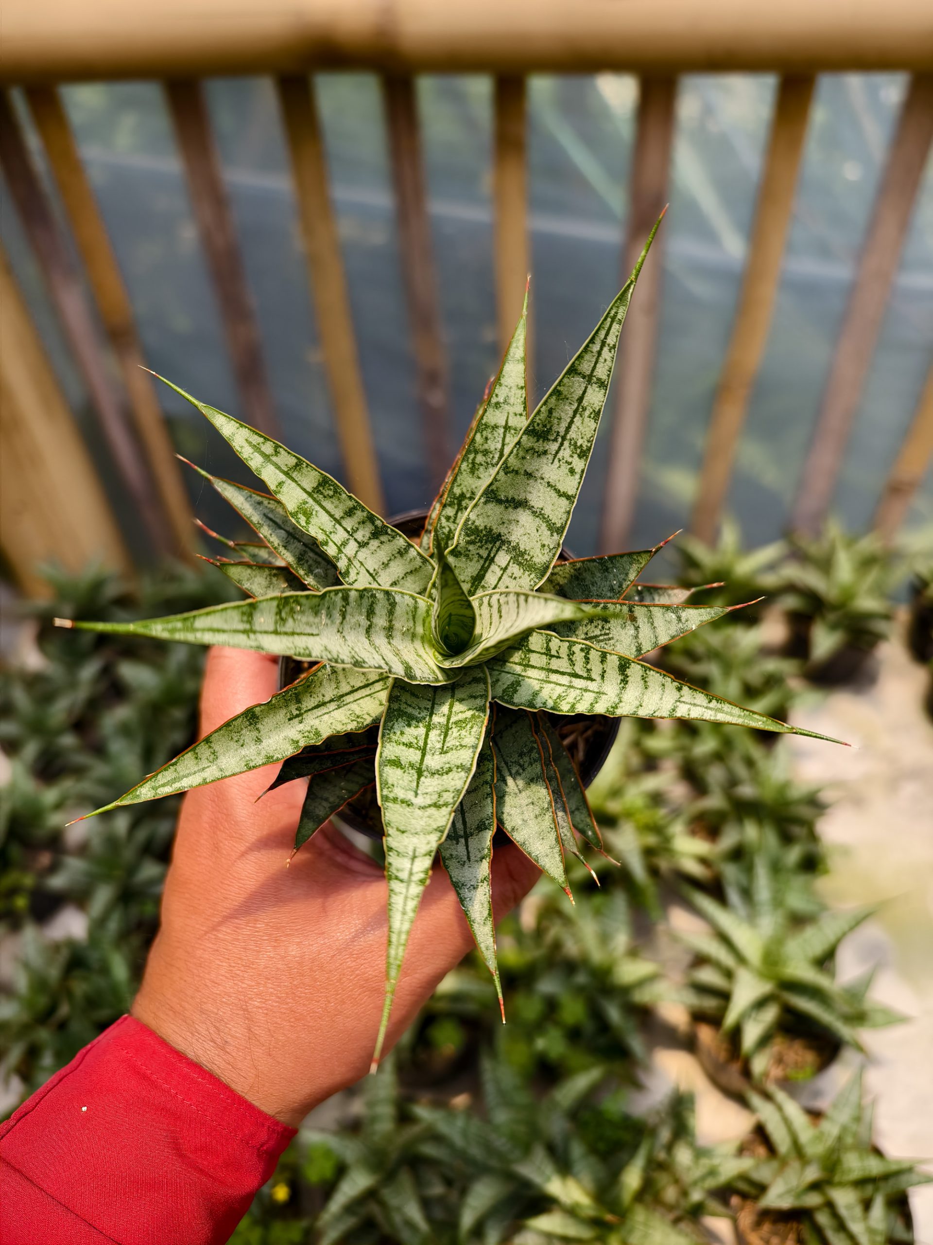 907. Sansevieria Sweet Calery - Image 5