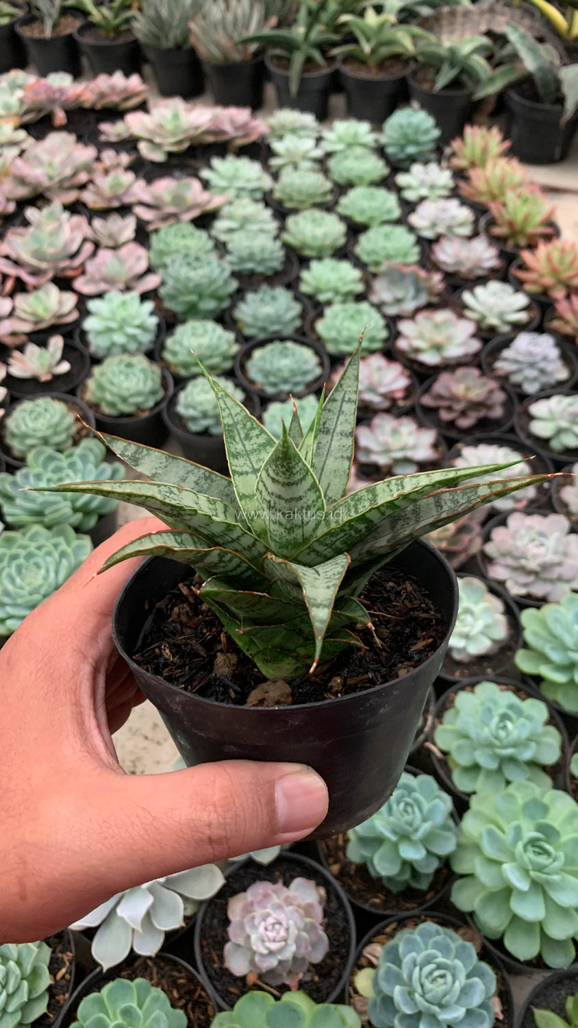 907. Sansevieria Sweet Calery - Image 4