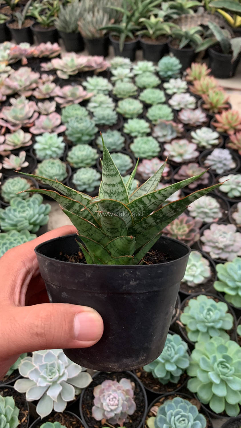 907. Sansevieria Sweet Calery - Image 6