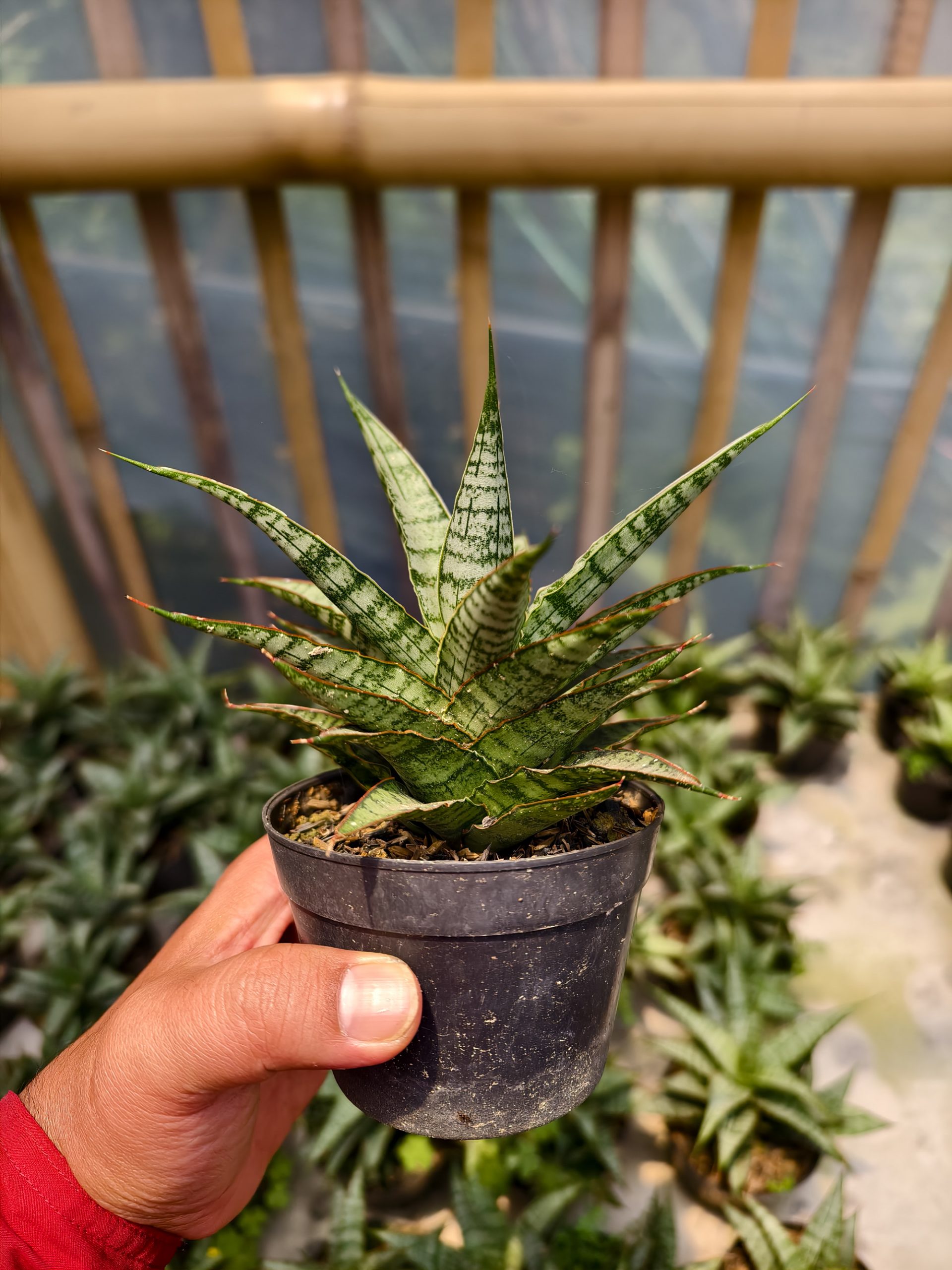907. Sansevieria Sweet Calery - Image 7