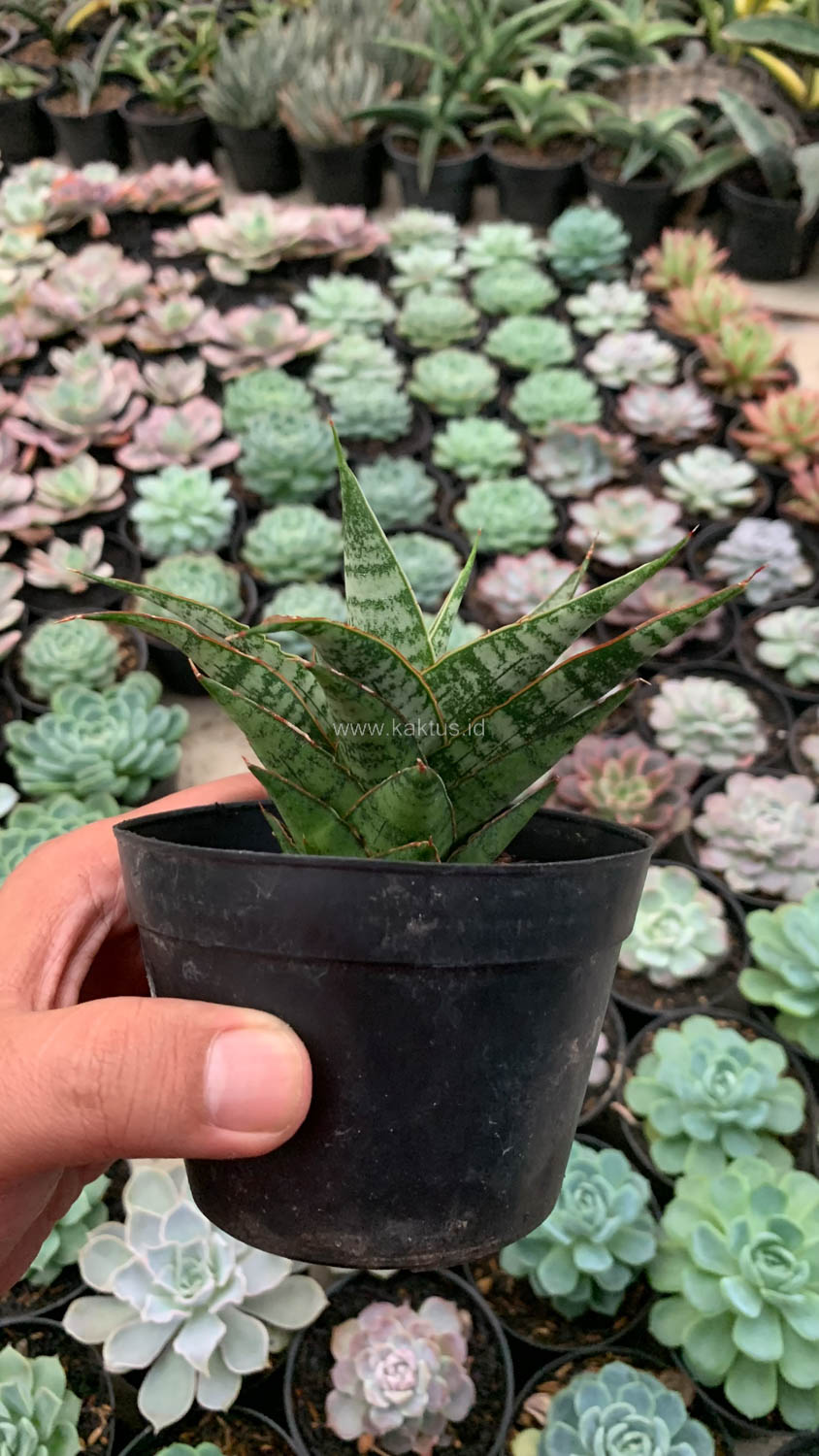 907. Sansevieria Sweet Calery - Image 8