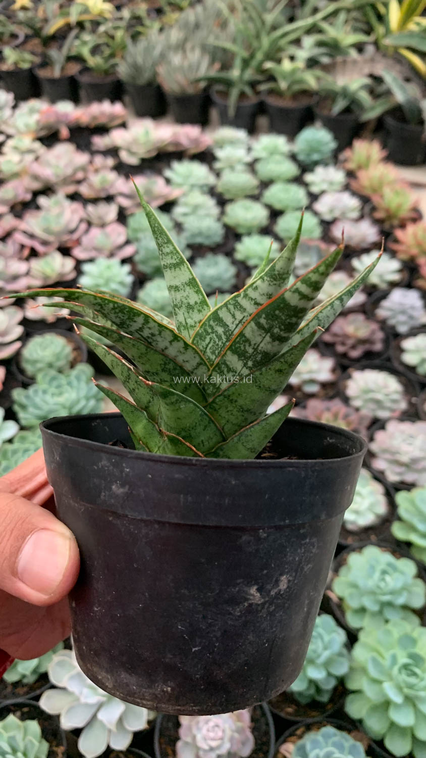 907. Sansevieria Sweet Calery - Image 9