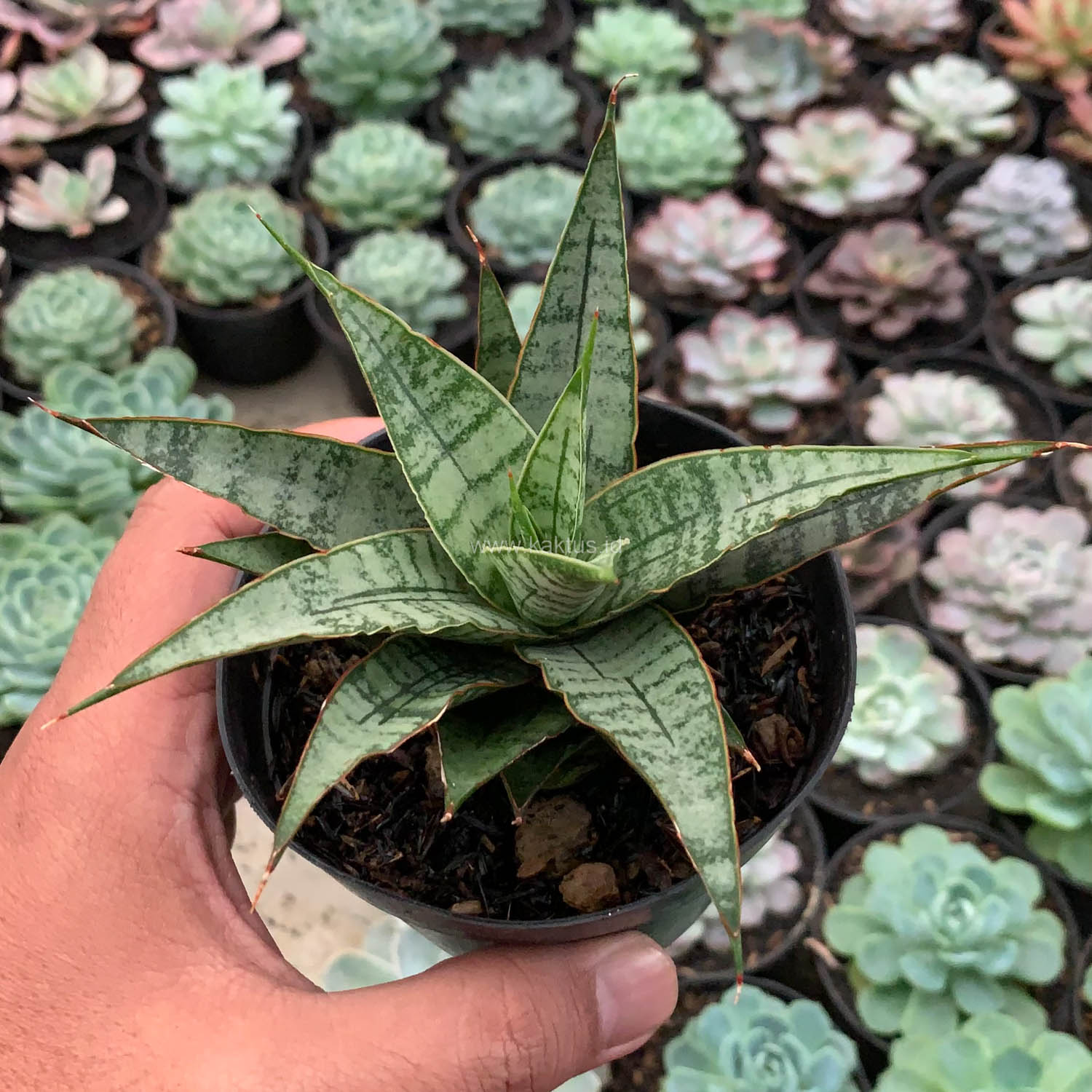 907. Sansevieria Sweet Calery - Image 3