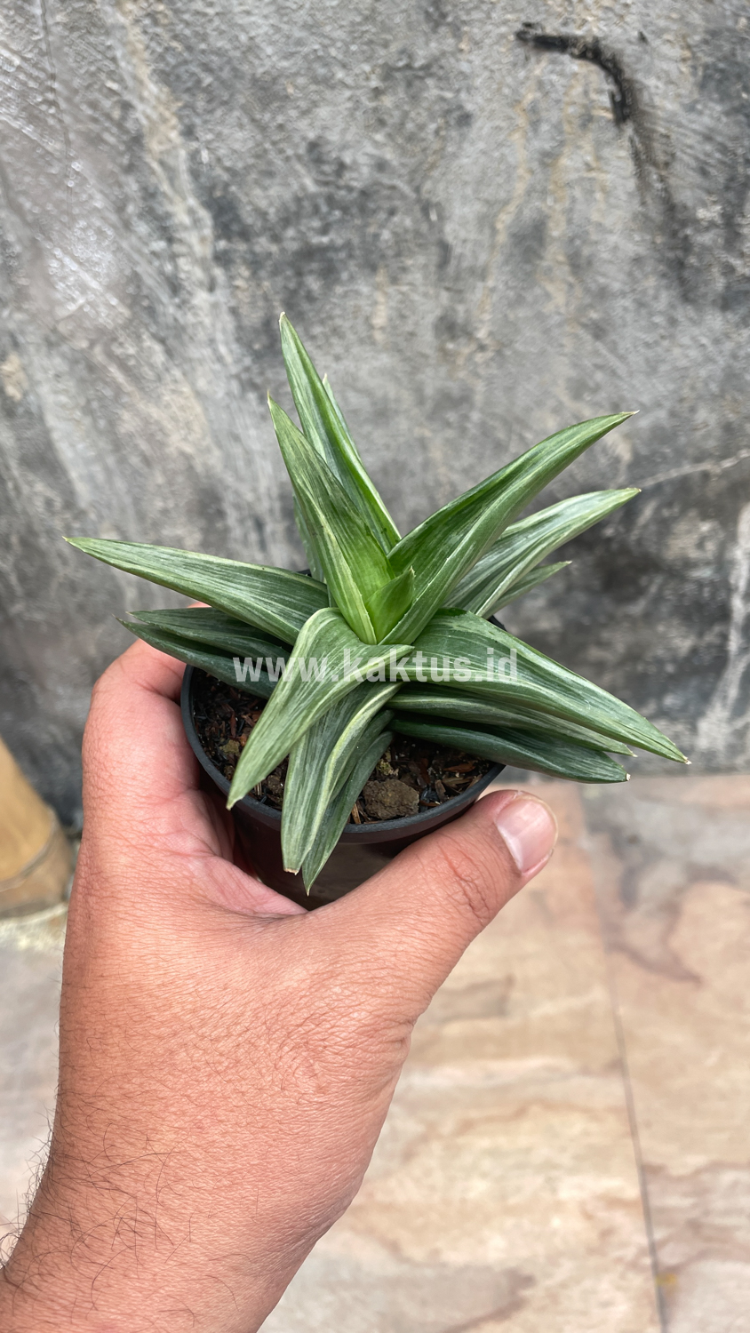 908. Haworthia Pentagona Silver - Image 11