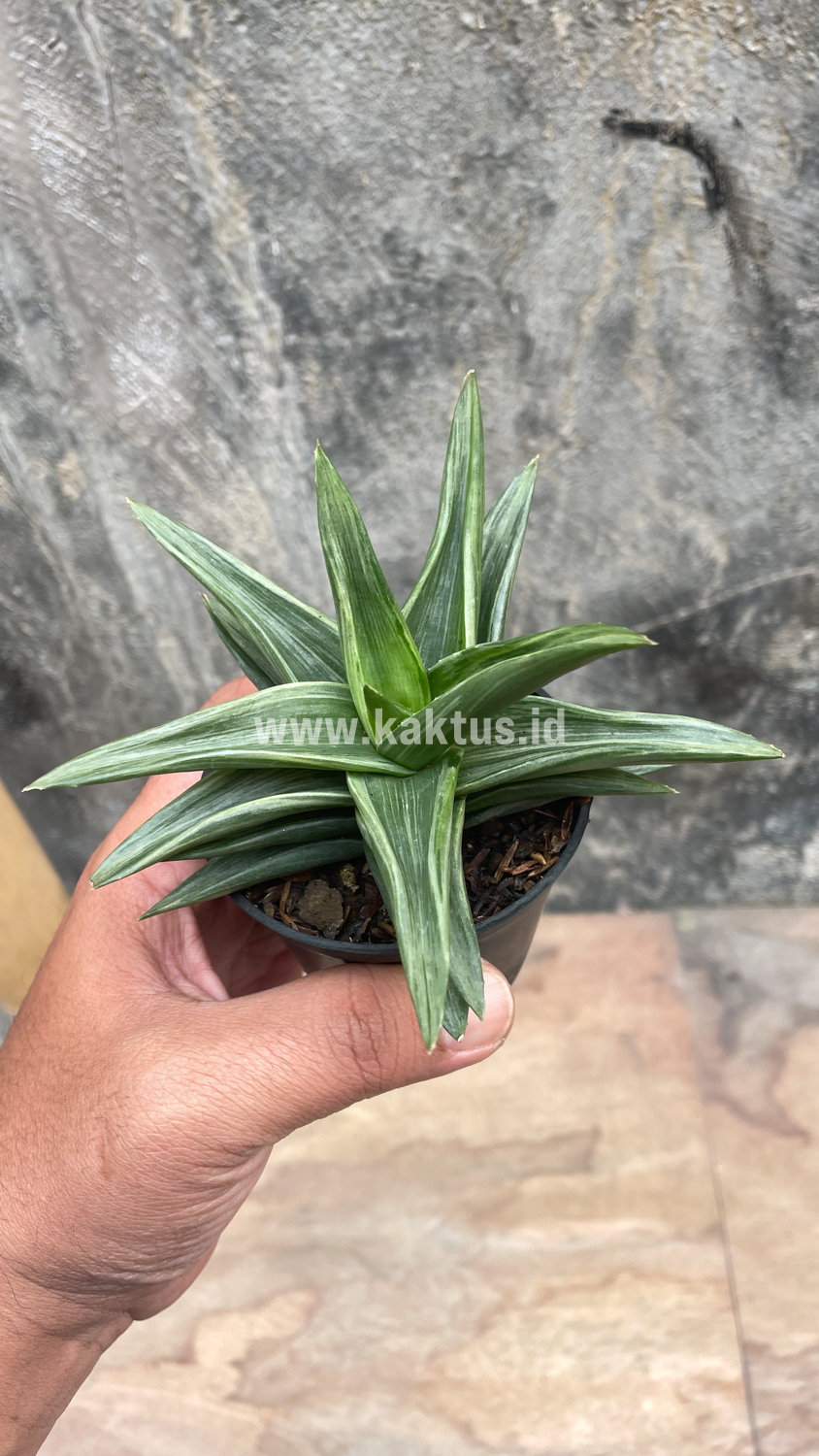 908. Haworthia Pentagona Silver - Image 2
