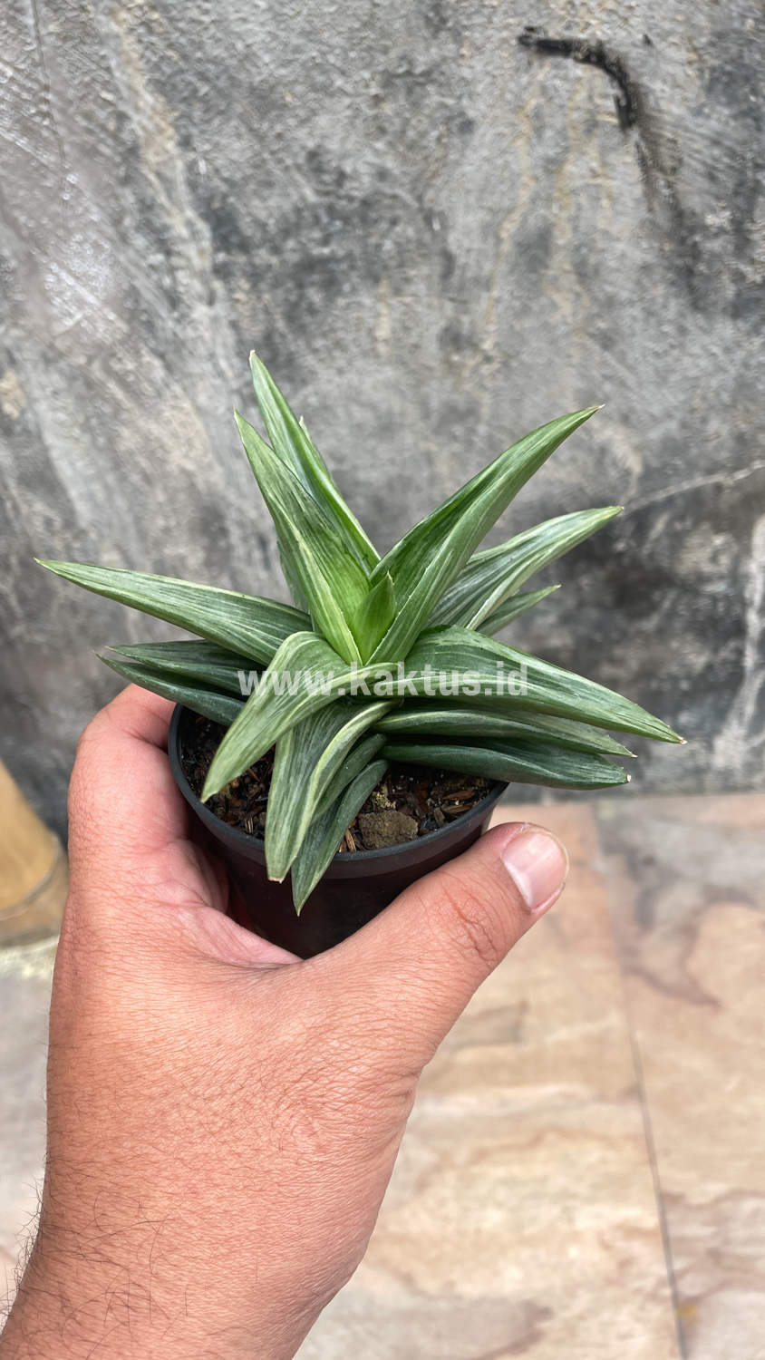 908. Haworthia Pentagona Silver - Image 10