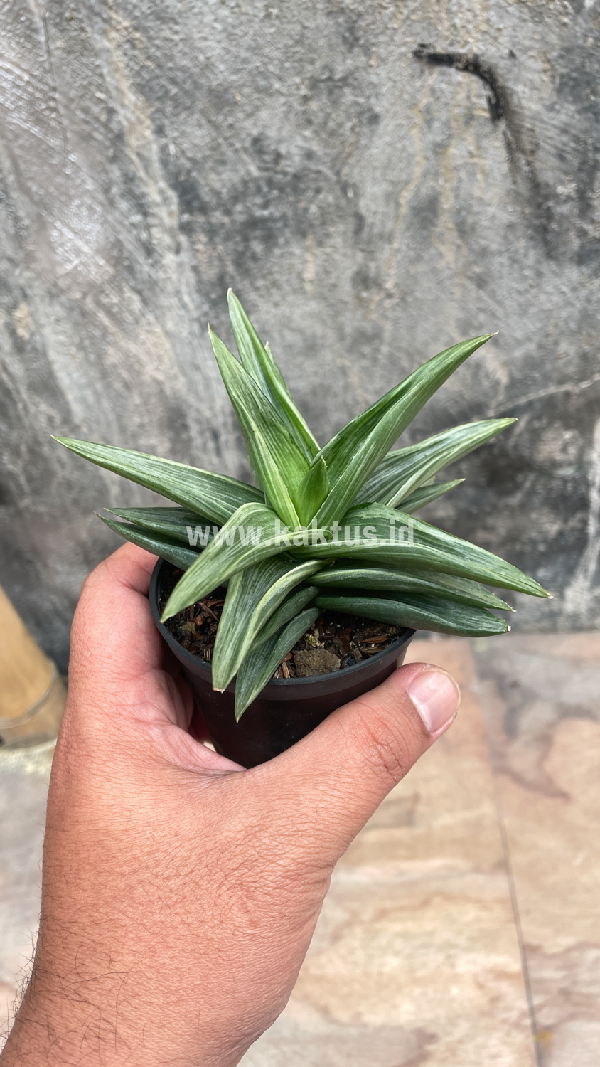 908. Haworthia Pentagona Silver - Image 9