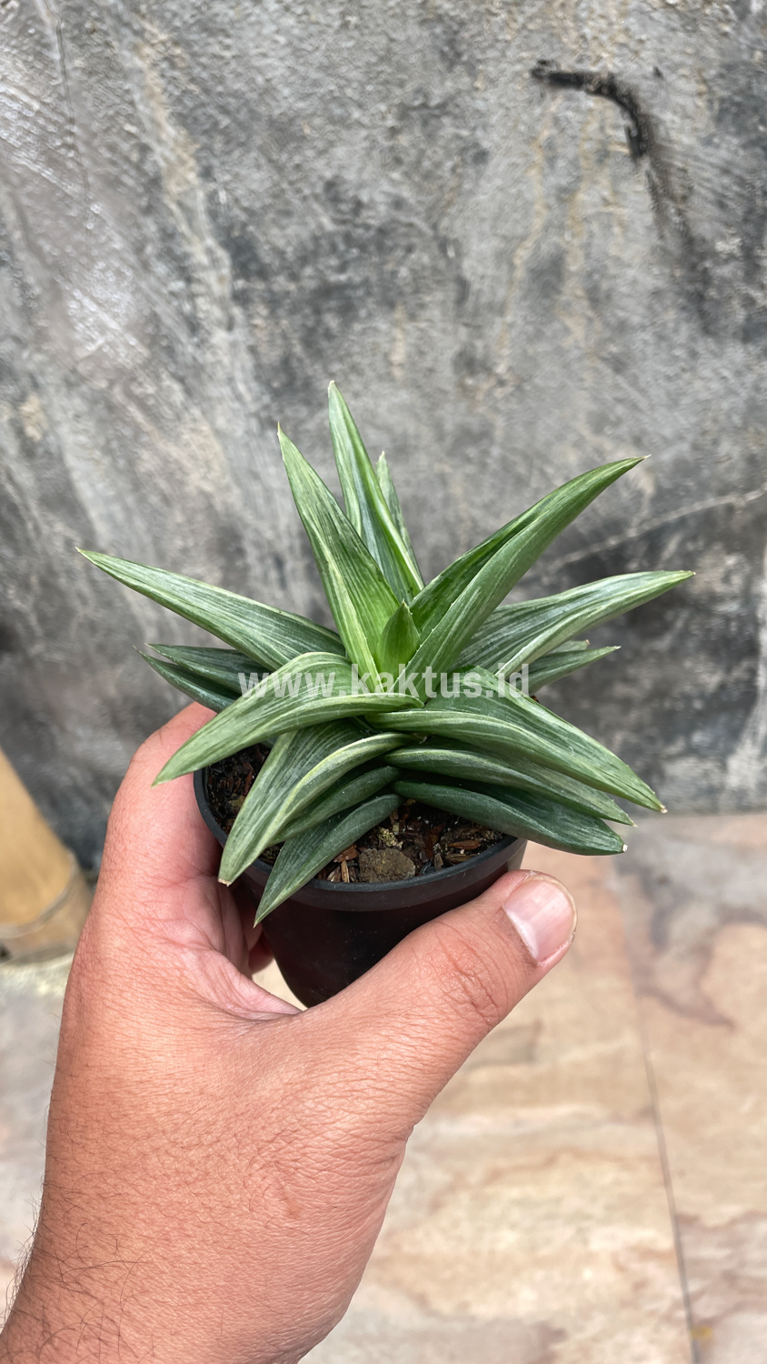 908. Haworthia Pentagona Silver - Image 8
