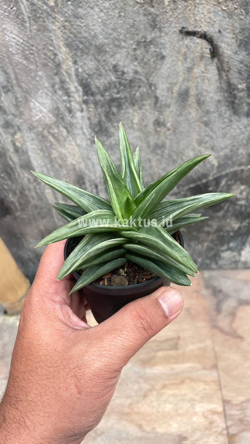 908. Haworthia Pentagona Silver - Image 7