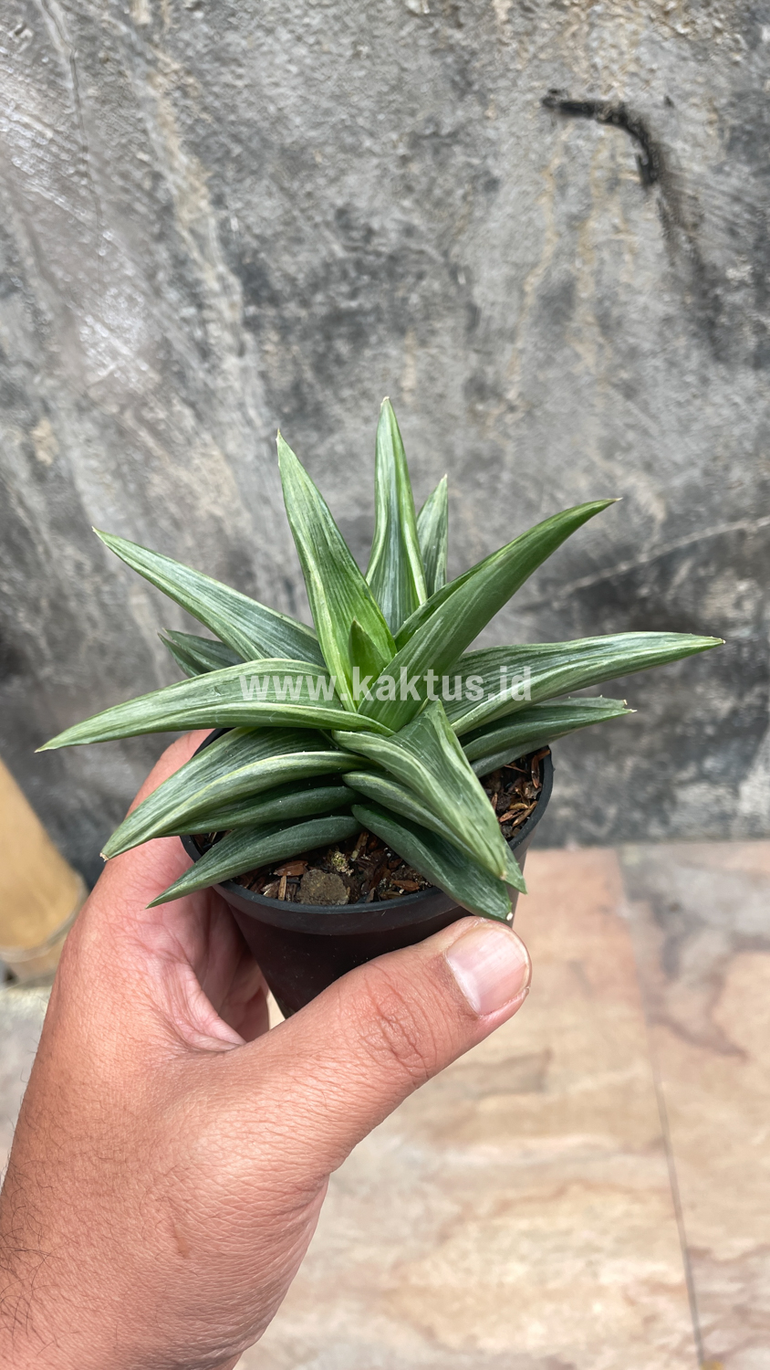 908. Haworthia Pentagona Silver - Image 6