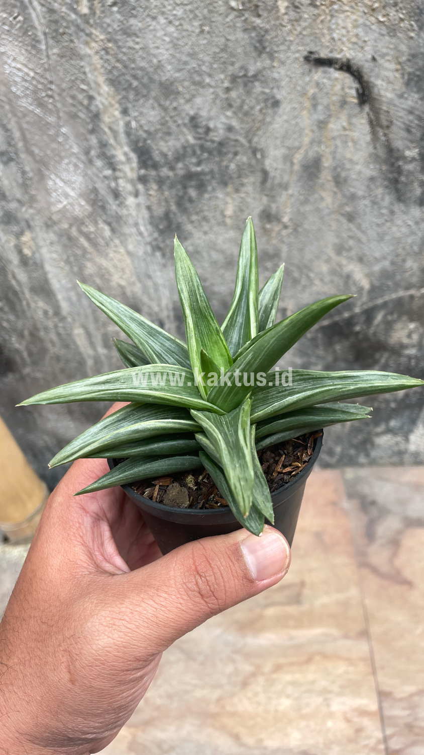 908. Haworthia Pentagona Silver - Image 5