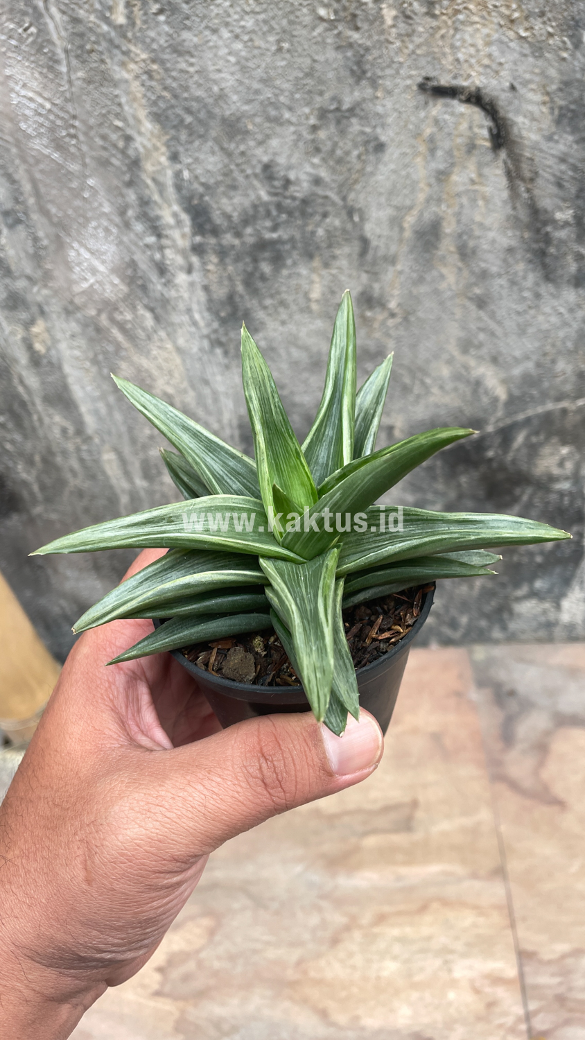 908. Haworthia Pentagona Silver - Image 4