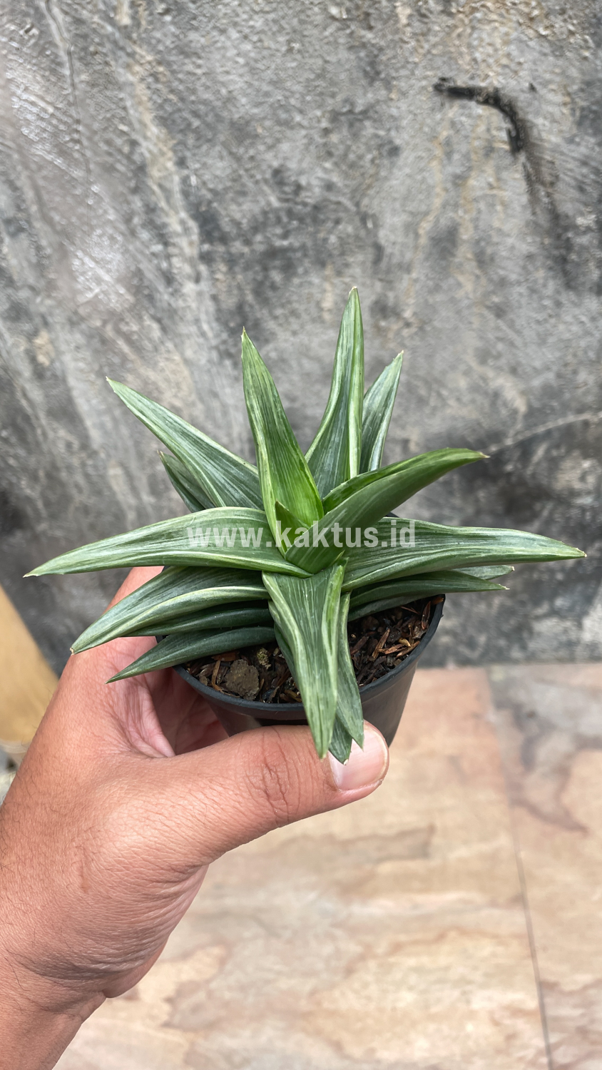 908. Haworthia Pentagona Silver - Image 3