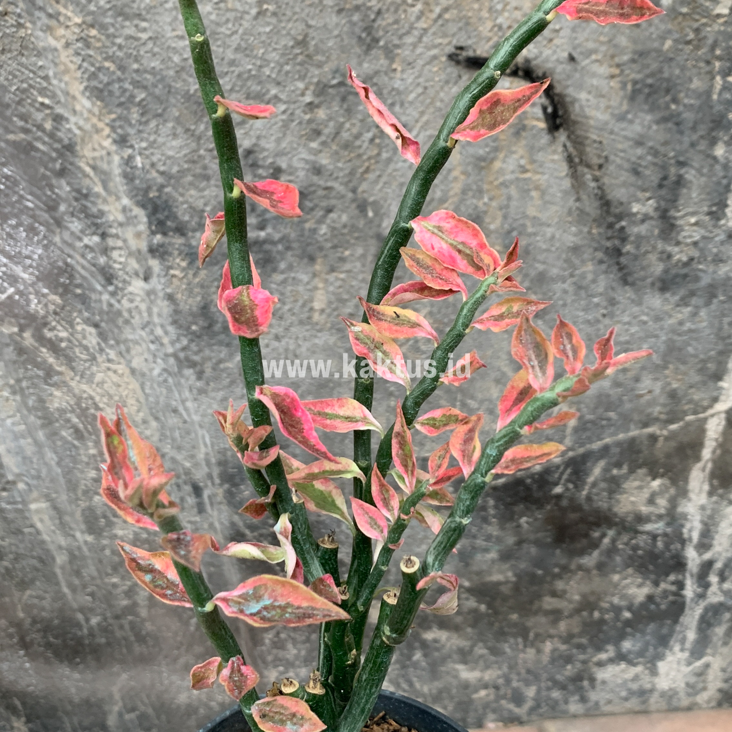 910. Euphorbia Pedhilantus - Image 11