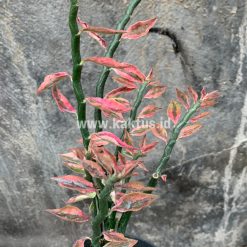 Alternative view of 910. Euphorbia Pedhilantus