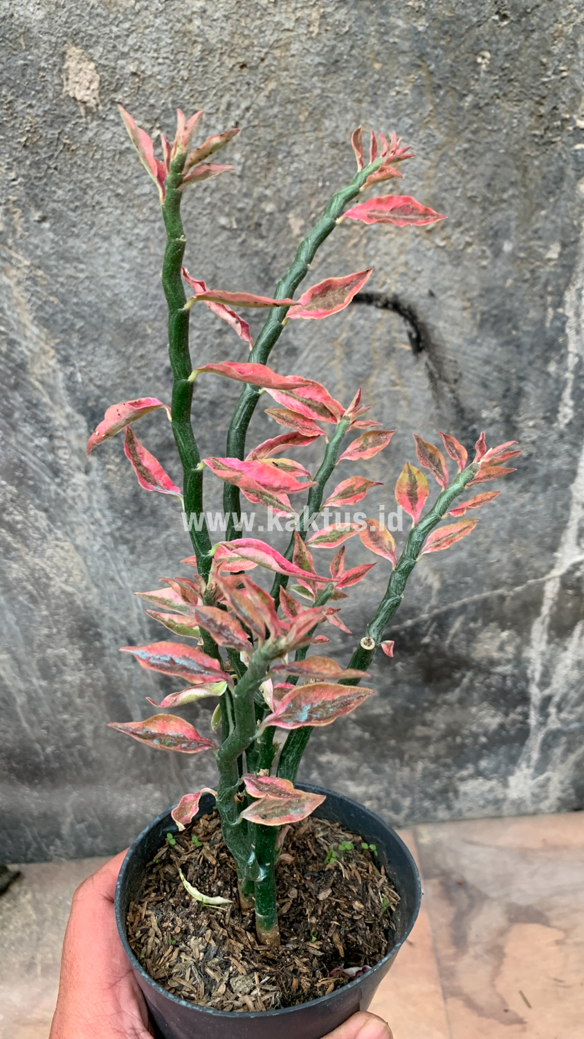 910. Euphorbia Pedhilantus - Image 2