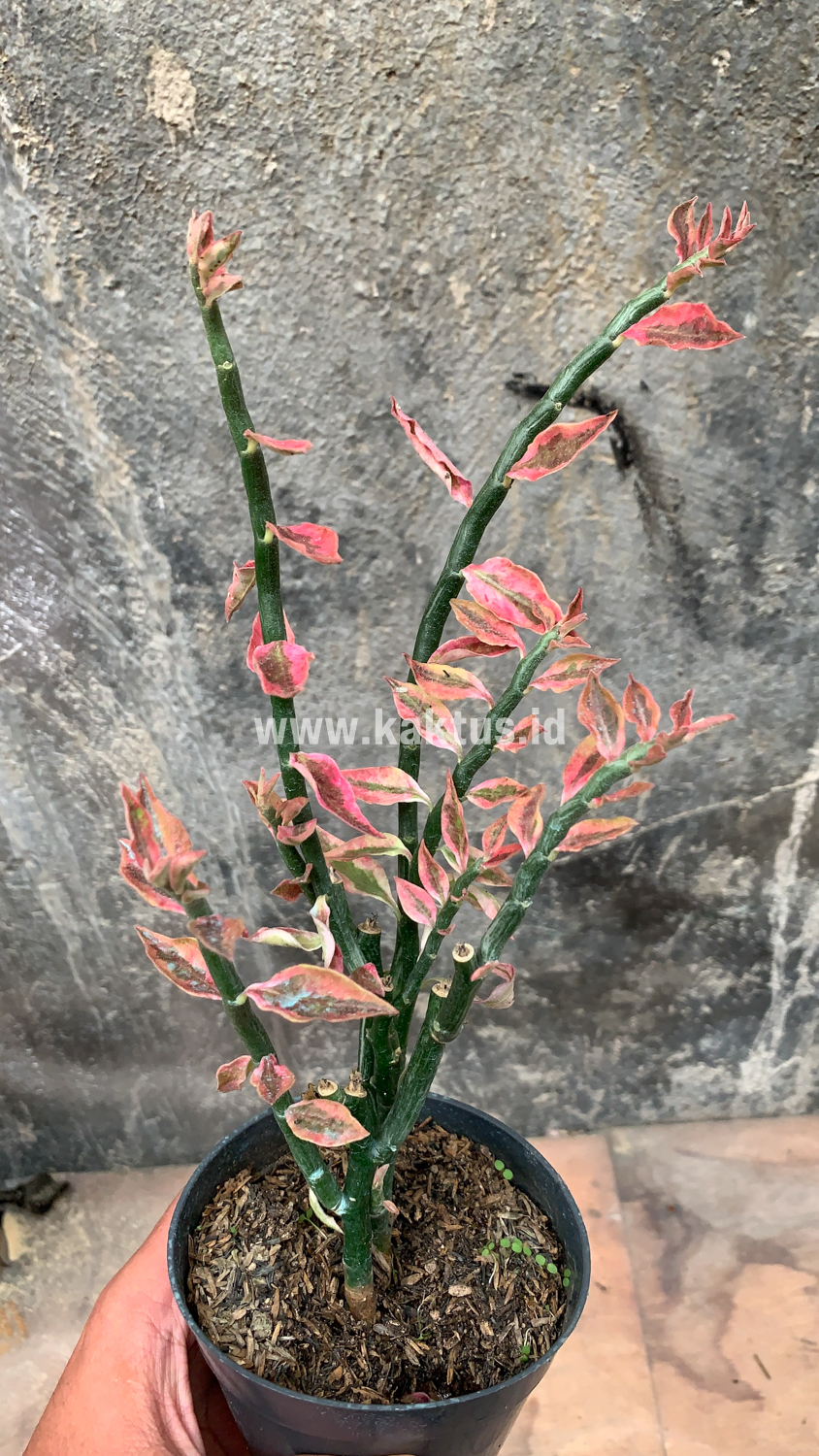 910. Euphorbia Pedhilantus - Image 10